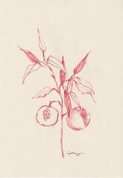 abricots